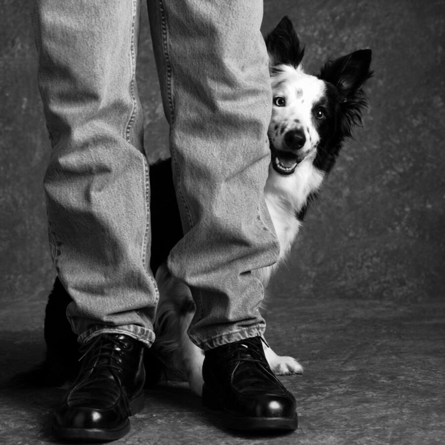 Dog hiding behind its owner's legs